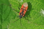 Ohne deutschen Namen (Lygaeus creticus)