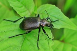 Kleiner Puppenr&auml;uber (Calosoma inquisitor)