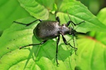Kleiner Puppenr&auml;uber (Calosoma inquisitor)