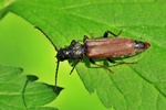Brauner Fichtenbock (Tetropium fuscum)