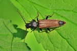 Brauner Fichtenbock (Tetropium fuscum)