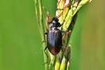 Gew&ouml;hnlicher Damml&auml;ufer (Nebria brevicollis)