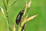 Gew&ouml;hnlicher Damml&auml;ufer (Nebria brevicollis)