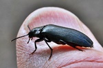 Schwarzblauer D&uuml;sterk&auml;fer (Melandrya caraboides)