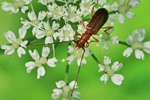 Rotbeiniger Flachdeckenbock (Obrium brunneum)