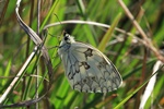 Schachbrett (Melanargia lachesis)