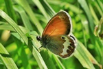 Wei&szlig;bindiges Wiesenv&ouml;gelchen (Coenonympha arcania)