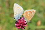 Wundklee-Bl&auml;uling (Polyommatus dorylas)