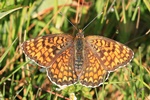 Flockenblumen-Scheckenfalter (Melitaea phoebe)