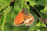 Wei&szlig;bindiges Wiesenv&ouml;gelchen (Coenonympha arcania)