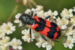 Zottiger Bienenk&auml;fer (Trichodes alvearius)