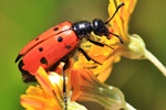 &Ouml;lk&auml;fer (Mylabris quadripunctata)