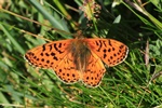Hochalpen-Perlmuttfalter (Boloria pales)