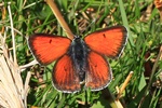 Lilagold Feuerfalter (Lycaena hippothoe)
