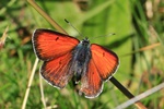 Lilagold Feuerfalter (Lycaena hippothoe)