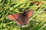Knochs Mohrenfalter (Erebia epiphron)
