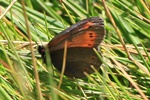 Knochs Mohrenfalter (Erebia epiphron)