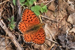 Mittlerer Perlmuttfalter (Argynnis niobe)