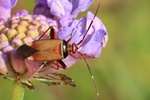 Ohne deutschen Namen (Adelphocoris vandalicus)