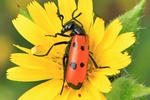 &Ouml;lk&auml;fer (Mylabris quadripunctata)