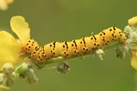Sp&auml;ter K&ouml;nigskerzenm&ouml;nch (Cucullia lychnitis)