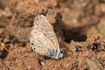 Kleiner Wanderbl&auml;uling (Leptotes pirithous)