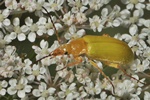 Schwefelk&auml;fer (Cteniopus sulphureus)