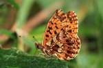 Magerrasen-Perlmuttfalter (Boloria dia)