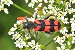 Zottiger Bienenk&auml;fer (Trichodes alvearius)