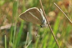 Wei&szlig;dolch-Bl&auml;uling (Polyommatus damon)