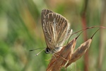 Wei&szlig;dolch-Bl&auml;uling (Polyommatus damon)