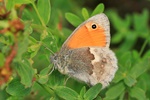 Kleines Wiesenv&ouml;gelchen (Coenonympha pamphilus) (Coenonympha pamphilus)