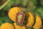 Ginster-Baumwanze (Piezodorus lituratus)