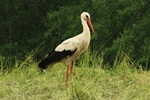 Wei&szlig;storch (Ciconia ciconia)