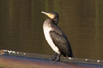 Kormoran im JK (Phalacrocorax carbo)