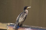 Kormoran im JK (Phalacrocorax carbo)