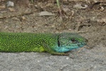 Östliche Smaragdeidechse (Lacerta viridis) - Männchen