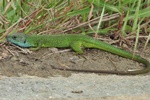 Östliche Smaragdeidechse (Lacerta viridis) - Männchen