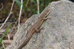 Östliche Smaragdeidechse (Lacerta viridis) - Jungtier 