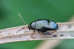 Gro&szlig;er Rapserdfloh (Psylliodes chrysocephalus)