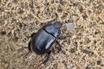 Stierk&auml;fer (Typhaeus typhoeus) - Weibchen