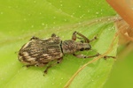 Wellenbindiger Glanzr&uuml;ssler (Polydrusus tereticollis)
