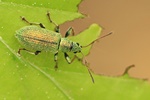 Silbriggr&uuml;ner Laubholzr&uuml;ssler (Phyllobius argentatus)