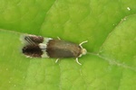 Ohne deutschen Namen (Stigmella hemargyrella)
