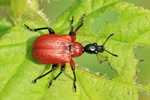 Haselblattroller (Apoderus coryli)