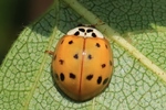 Asiatischer Marienk&auml;fer (Harmonia axyridis)