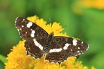 Landk&auml;rtchen - Sommergeneration (Araschnia levana)