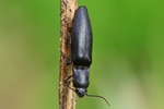 Wald-Humusschnellk&auml;fer (Ectinus aterrimus)