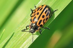 Weiden-Blattk&auml;fer (Chrysomela vigintipunctata)