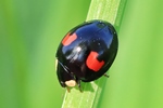 Asiatischer Marienk&auml;fer (Harmonia axyridis)